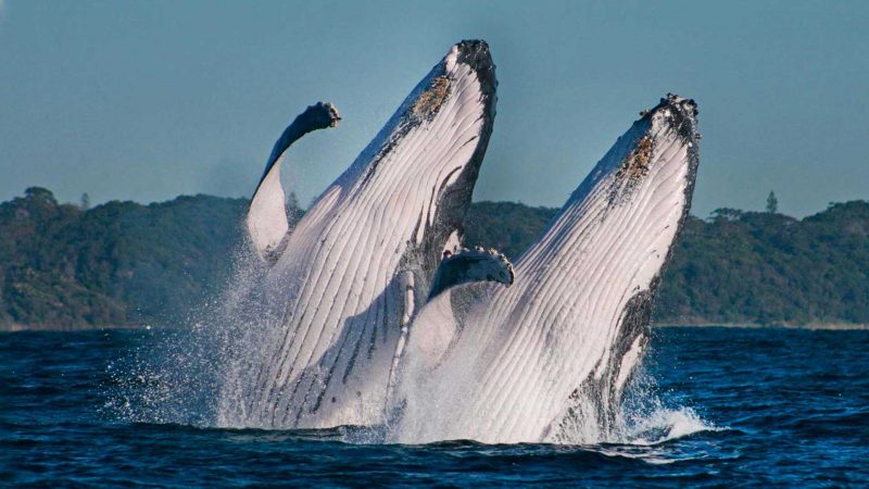 Two humpback whales breach in Laguna Bay