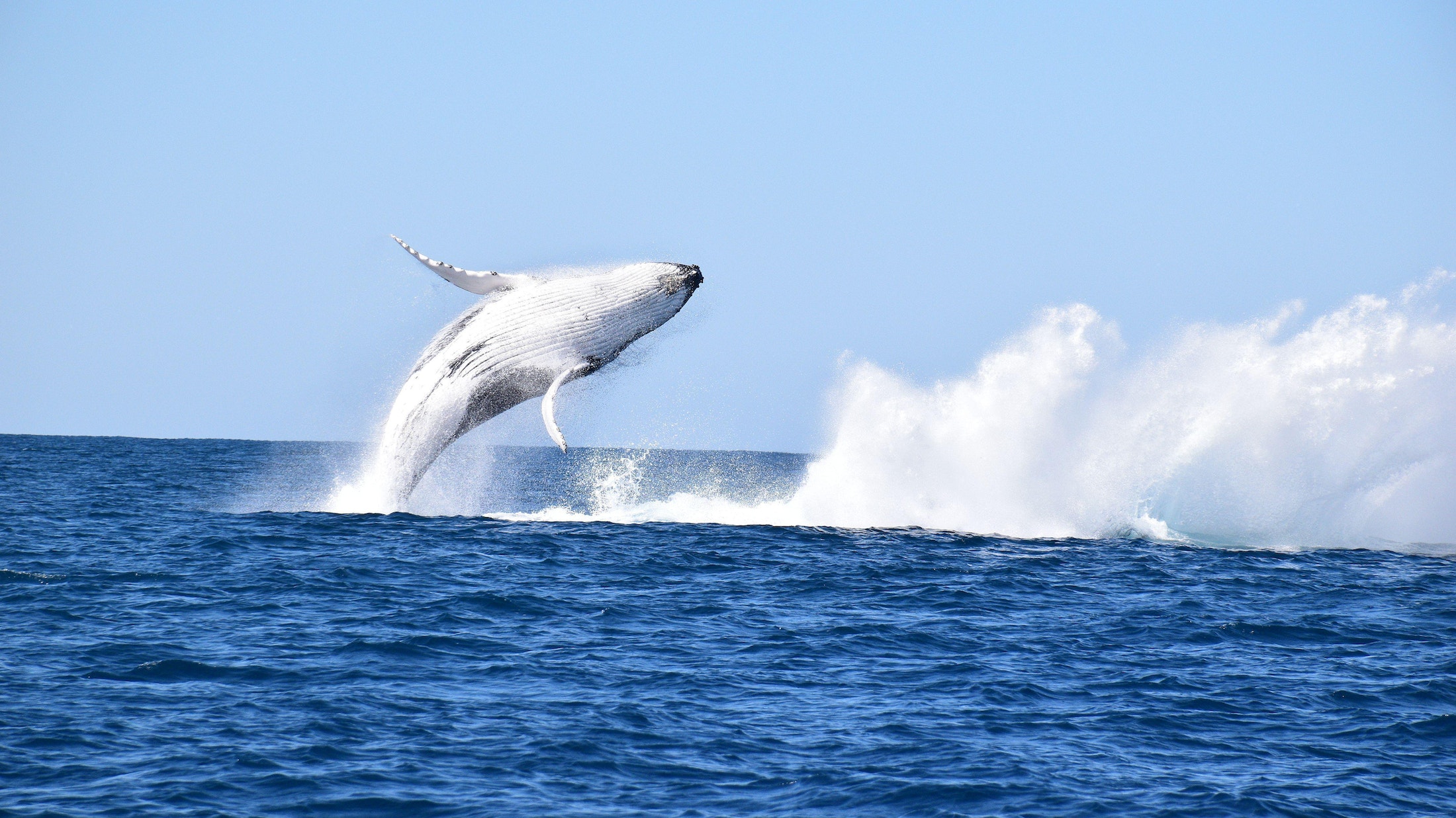 Humpback whale breaching in Laguna Bay, Noosa