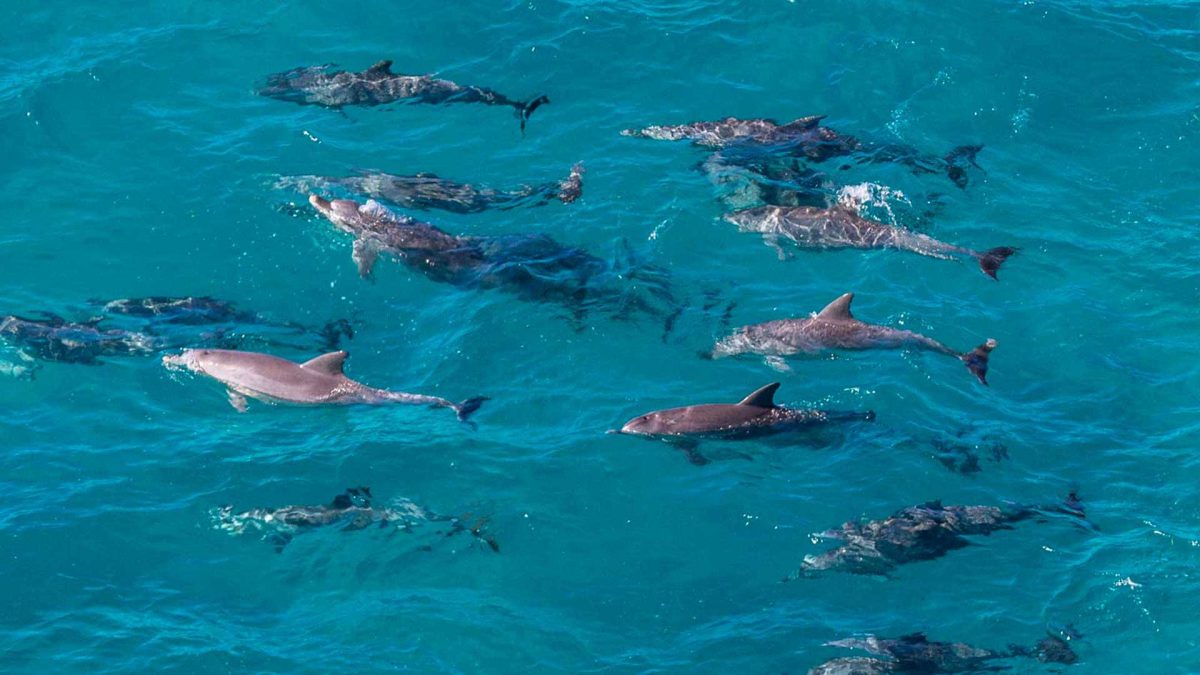 Noosa dolphin spotting
