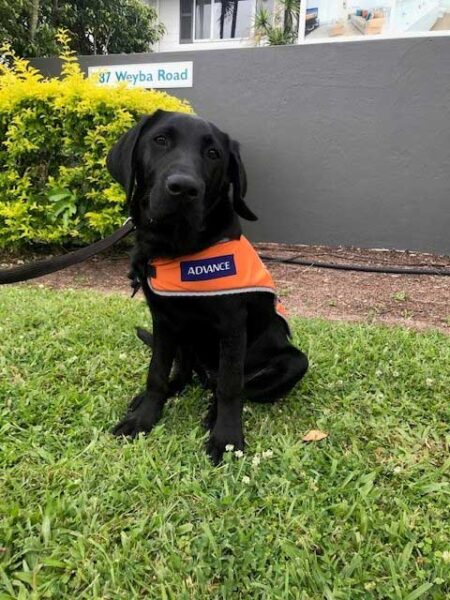 Assistance Dogs and Guide Dogs welcome